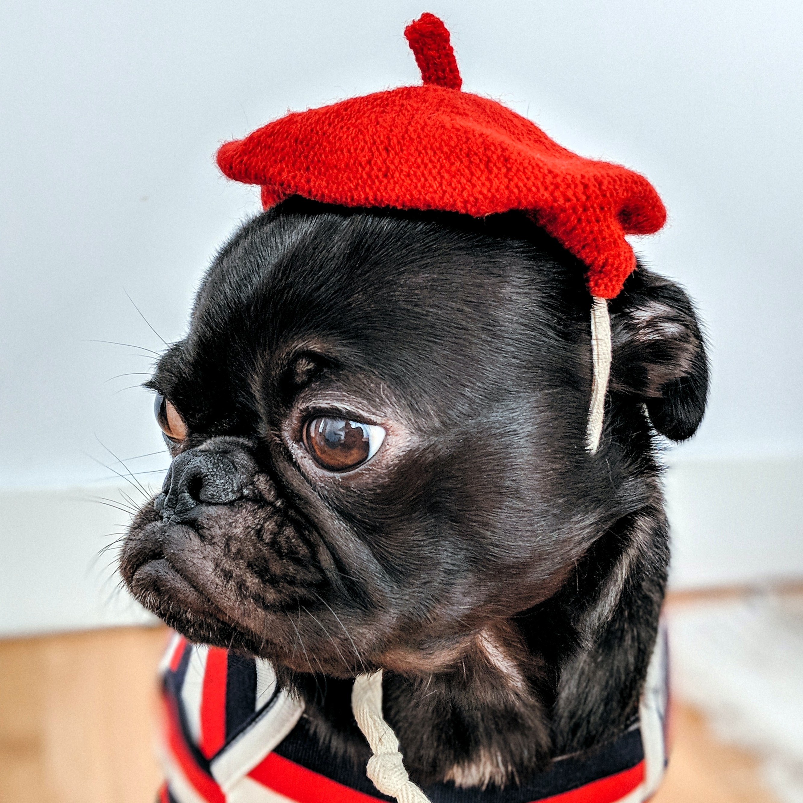 Cute Pug with a barrette by Charles Deluvio
