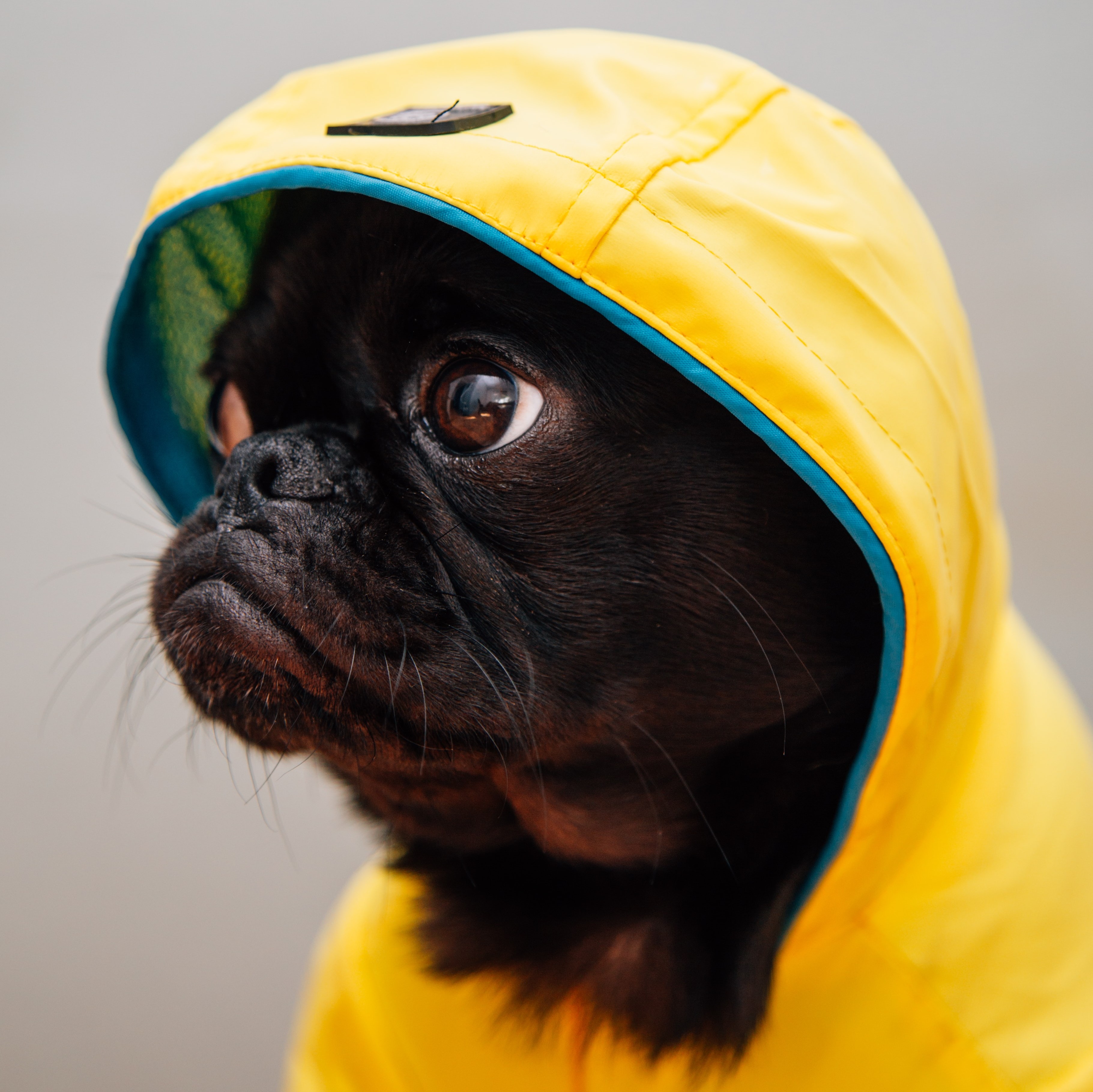 Cut Pug in a Raincoat by Charles Deluvio