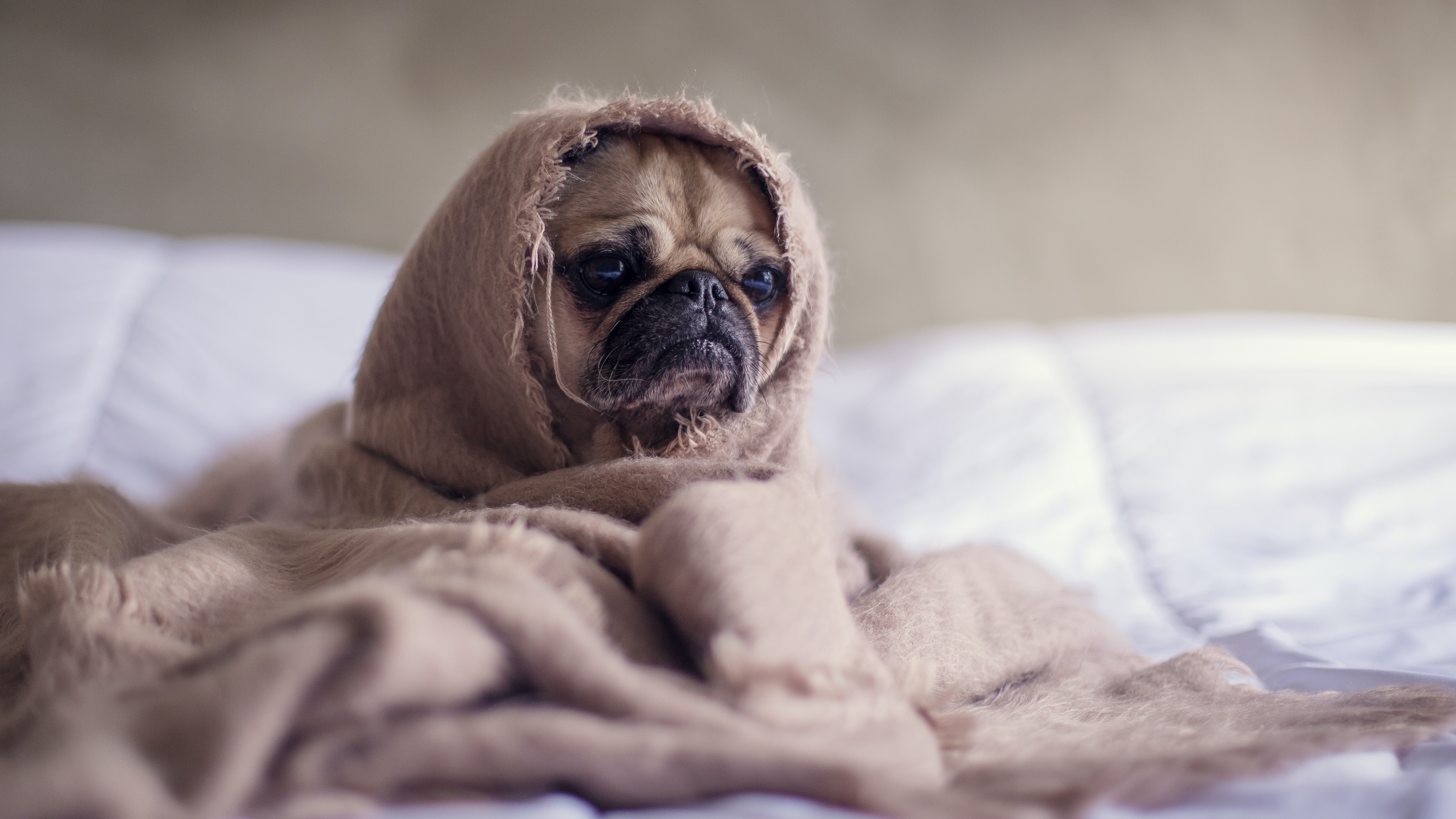 super cute pug with blanket by Matthew Henry