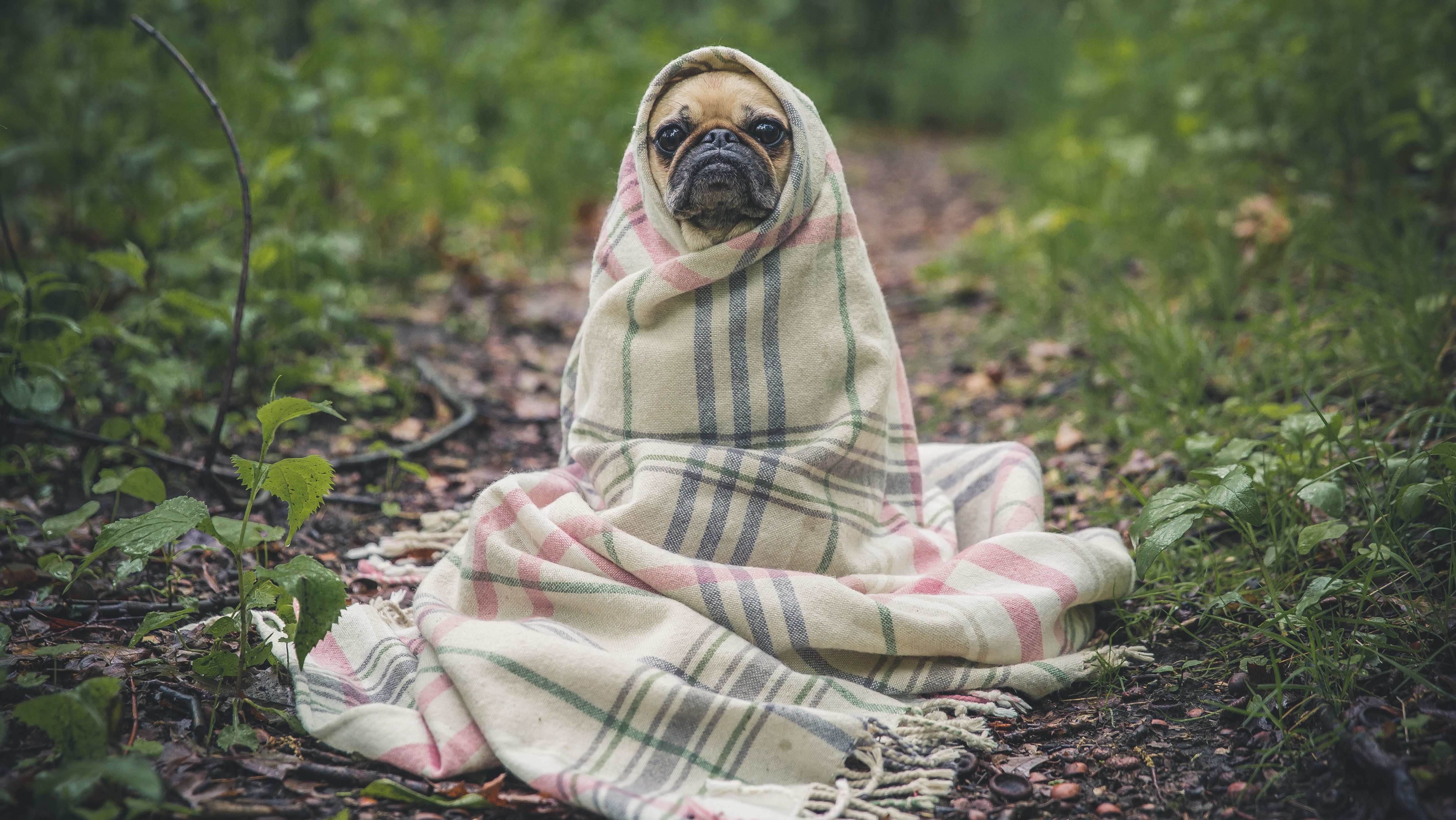 super cute pug with blanket by Matthew Henry