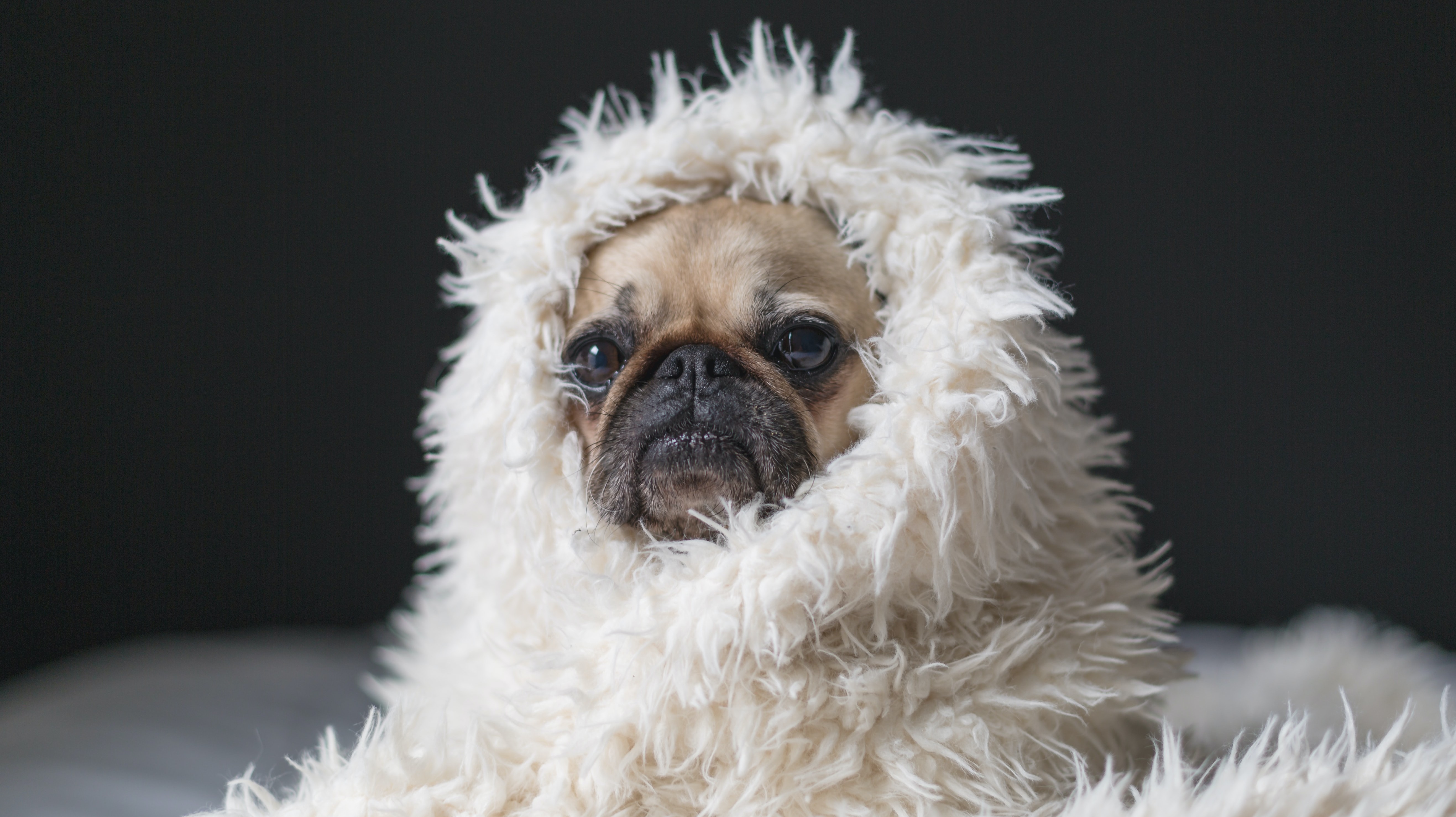 super cute pug with blanket by Matthew Henry